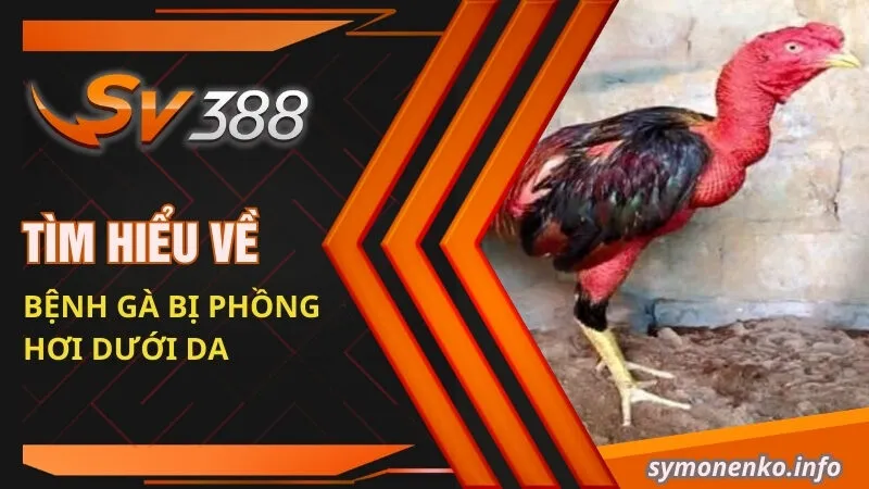 Tìm hiểu về bệnh gà bị phồng hơi dưới da